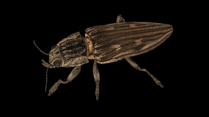 CC0 ウバタマムシ Wood-boring Beetle, C. japonica – Free 3D Model STL