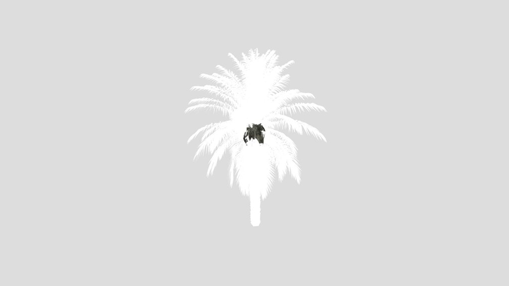 Dactylifera Palm Tree