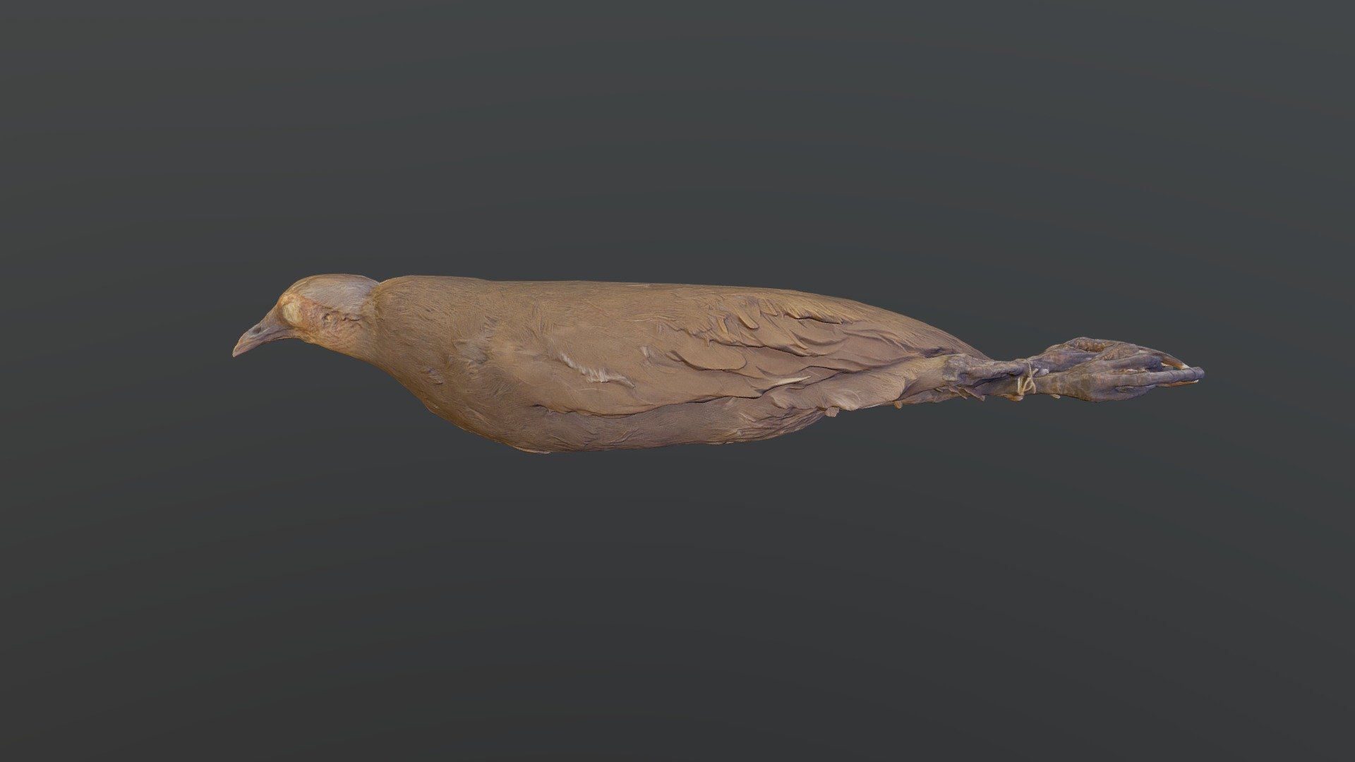 Nicobar Scrubfowl - Megapodius nicobariensis