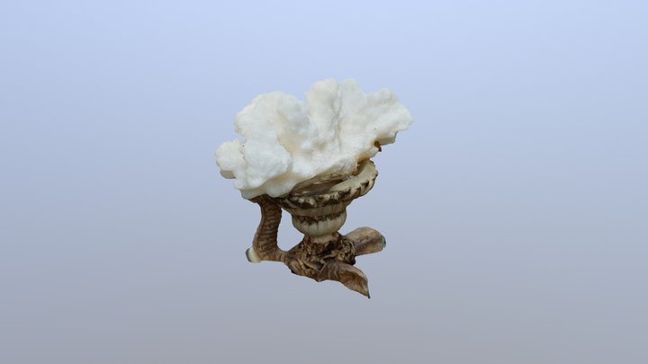 Test de macro-photogrammétrie de coraux 3D Model