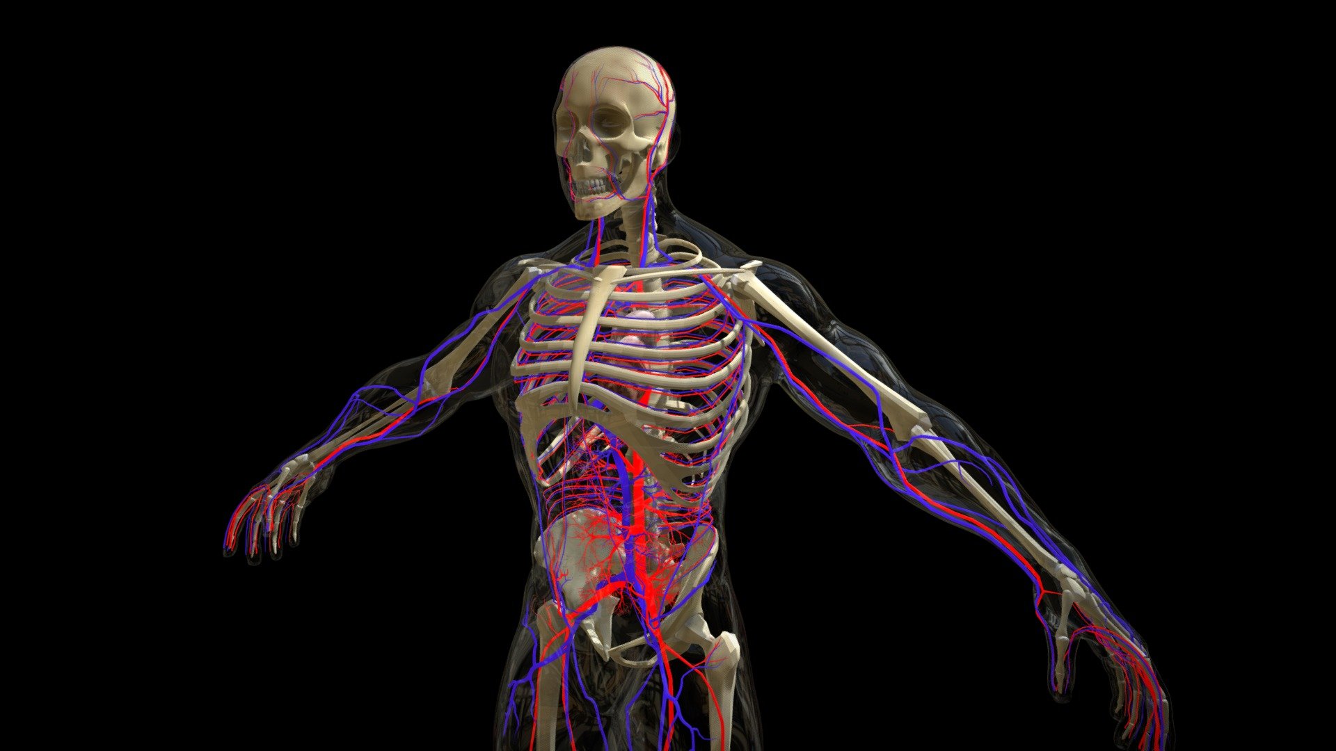 Circulatory System With Skeleton Buy Royalty Free 3D model by