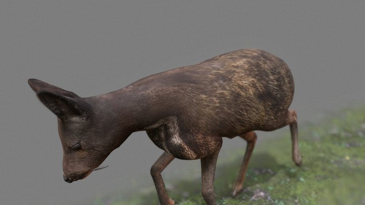Musk Deer Scene 3D Model