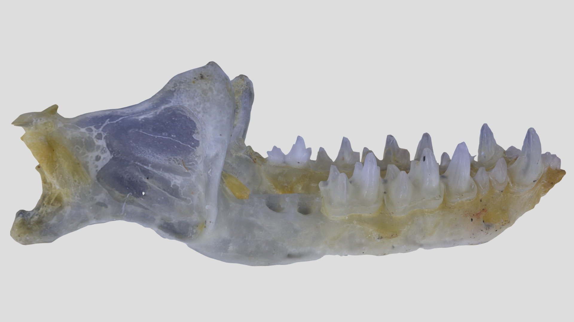 UWYMV:Mamm:123, Myotis leibii, Mandible - Download Free 3D model by ...