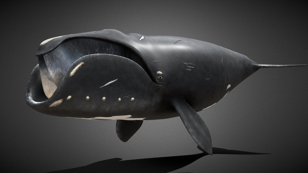 Whales A 3d Model Collection By Denyspogomiy Sketchfab