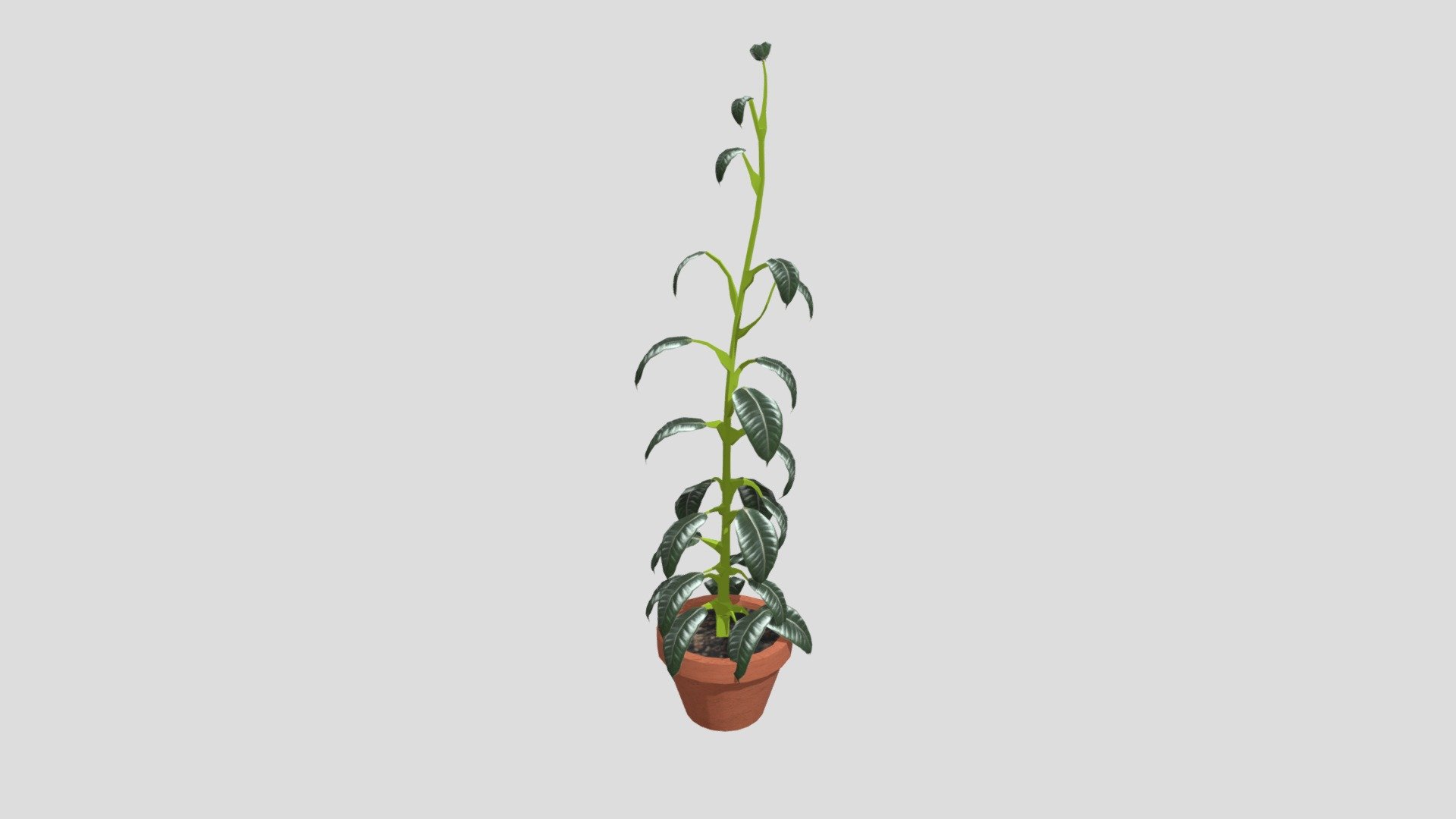 Ficus