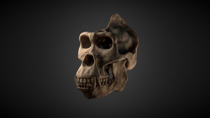 Gorilla Skull 3D Model