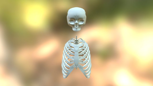 Updated Body Mesh 3D Model