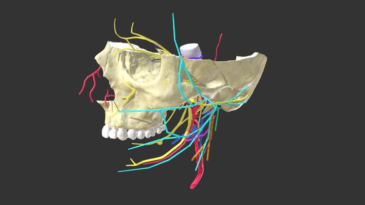 Cranial Nerves 3D Model