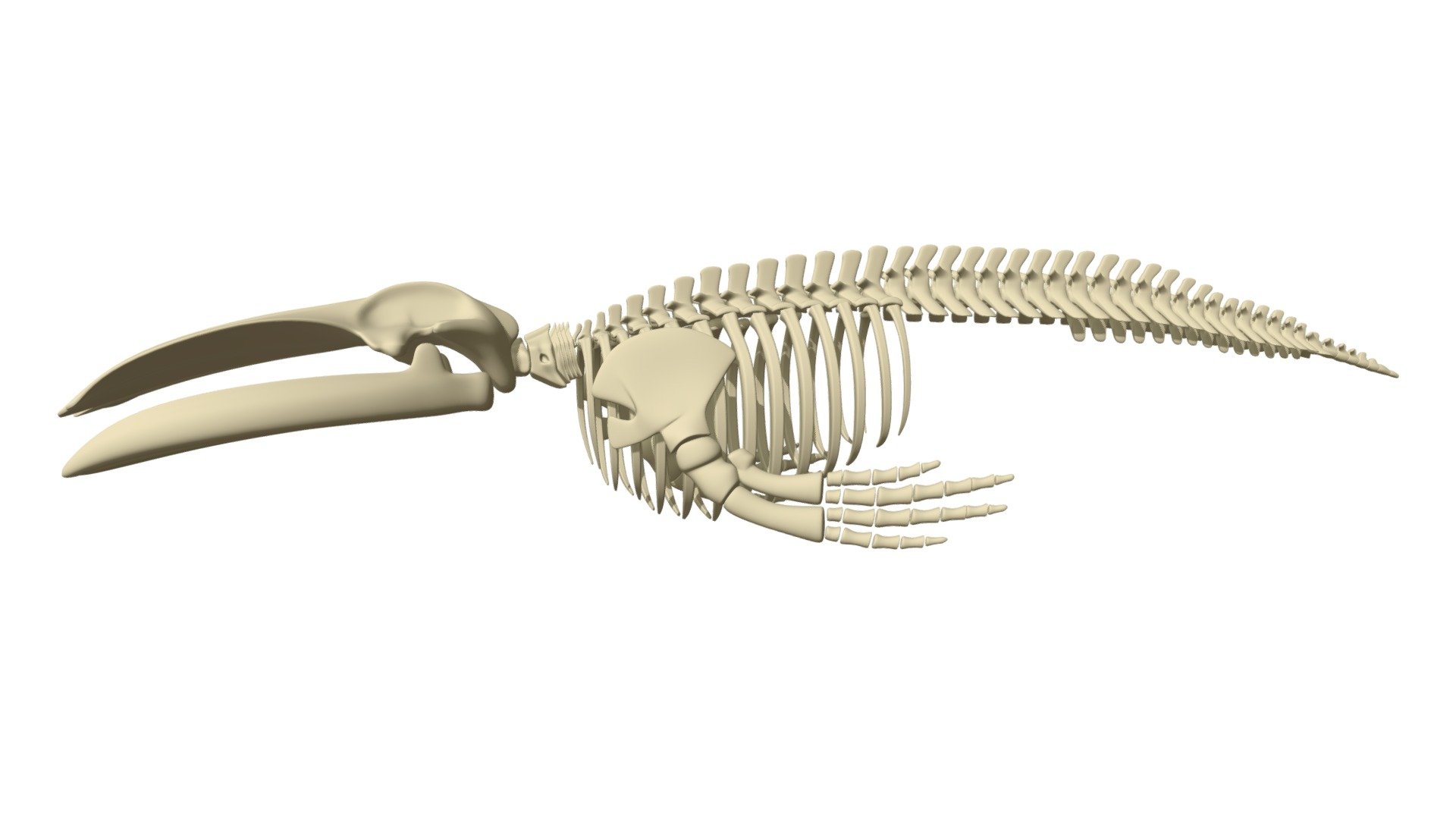 Blue Whale Skeleton - Buy Royalty Free 3D model by 3DHorse [4e9f0f6 ...