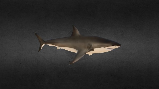 Great White for Second Life 3D Model