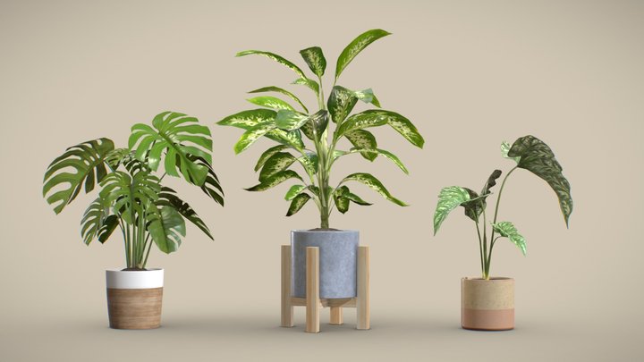 Indoor Exotic Plants 3D Model