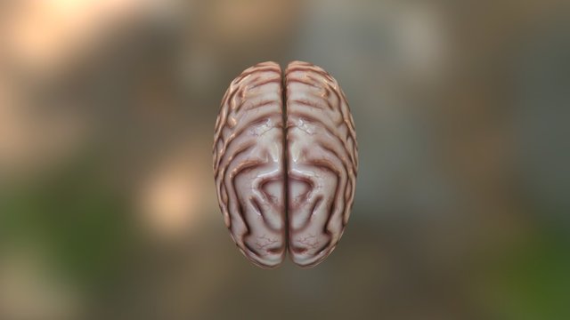 Brain 3D Model