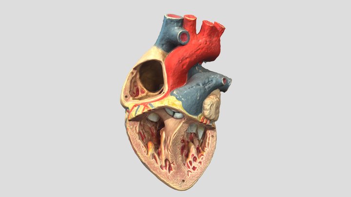 Model of human heart 3D Model