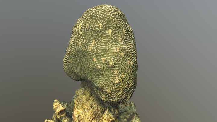 Brain Coral (platygyra) – Free 3D Model STL