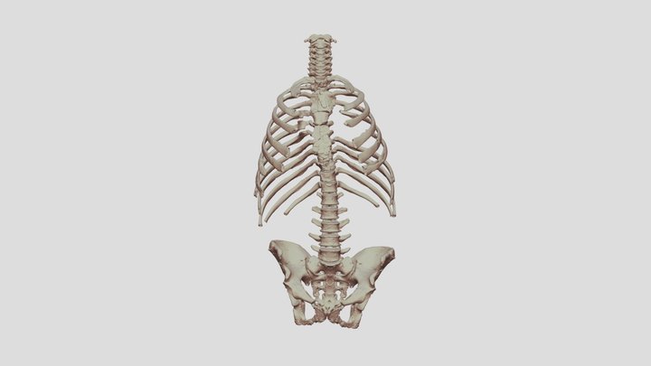 Entire Neanderthal Axial Skeleton