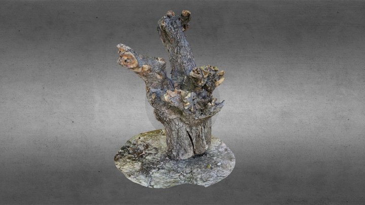 3D Scan: Tree stump 3D Model