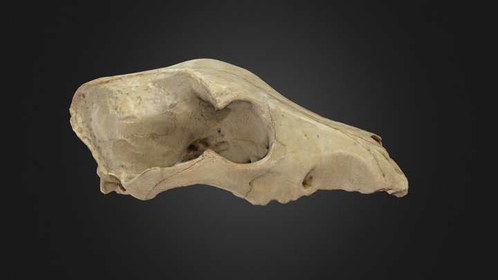 Cráneo de perro. 3D Model