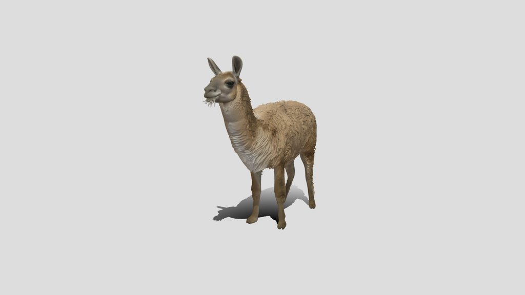 Shaggy Llama