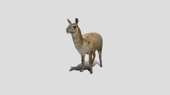 Shaggy Llama – Modelo 3D gratuito STL