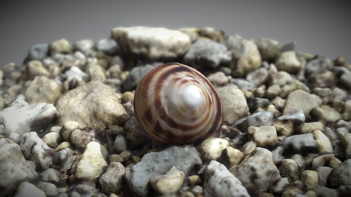 Empty Shell (RAW scan) 3D Model