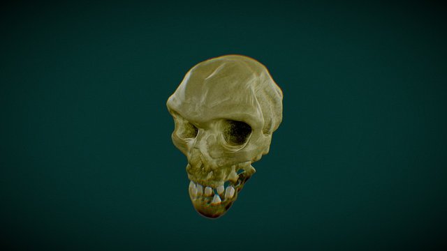 Skully 3D Model
