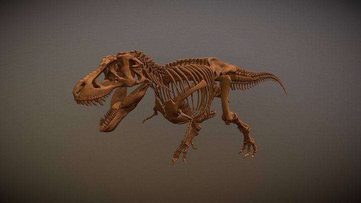 T-rex Skeleton 3D Model
