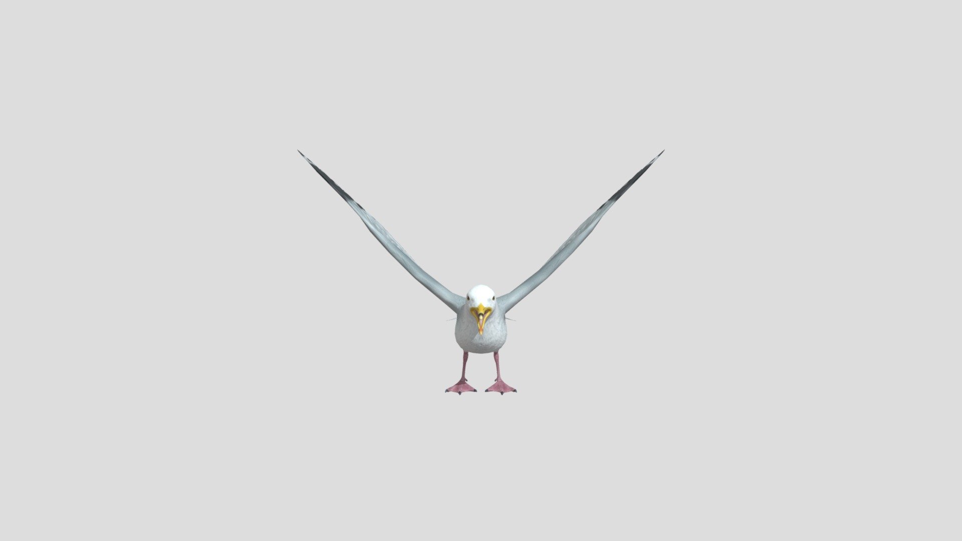 Seagull