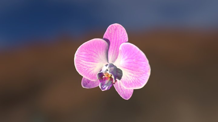 Phalaenopsis Orchid 3D Model