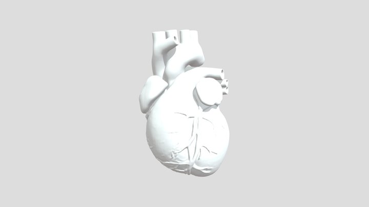 Heart 3D Model 3D Model