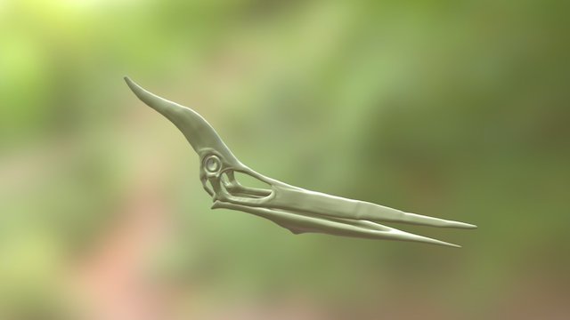 Pteranodon Skull 3D Model