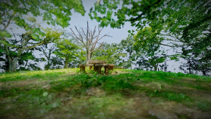Old cherry tree in the park