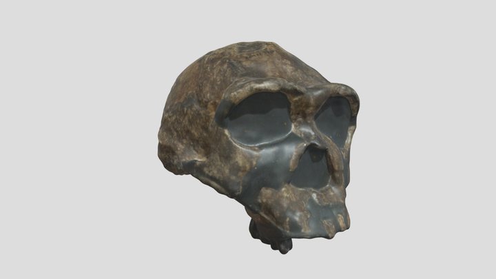 Homo ergaster 3D Model