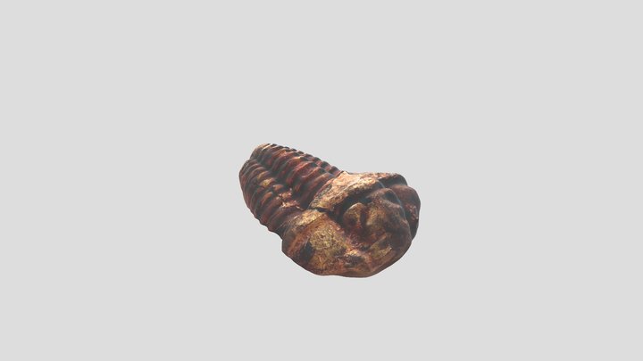 trilobite 3D Model