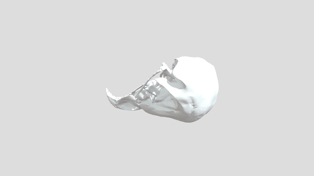 Tyto alba - upper jaw