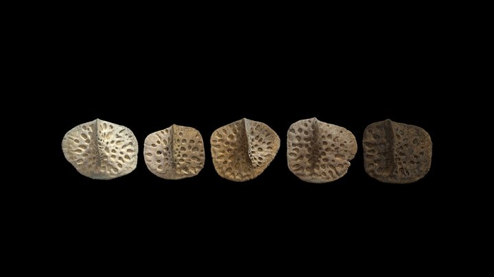 Spectrum of Soil Staining (Alligator Scutes) 3D Model