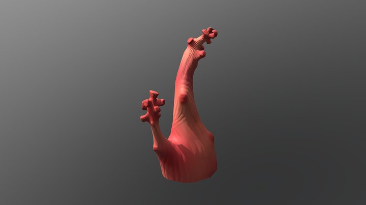 Carnation Coral 3D Model