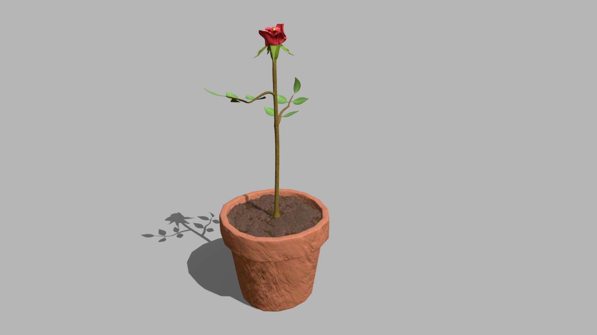 Rose in a Pot
