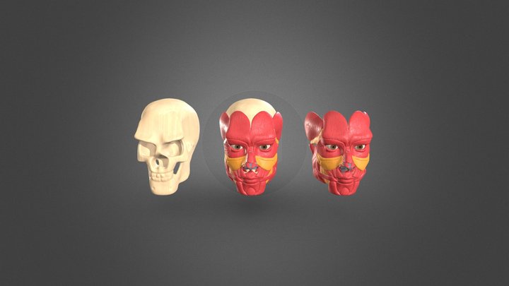 Human Head Anatomy 3D Model