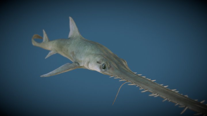 Saw Shark 3D Model