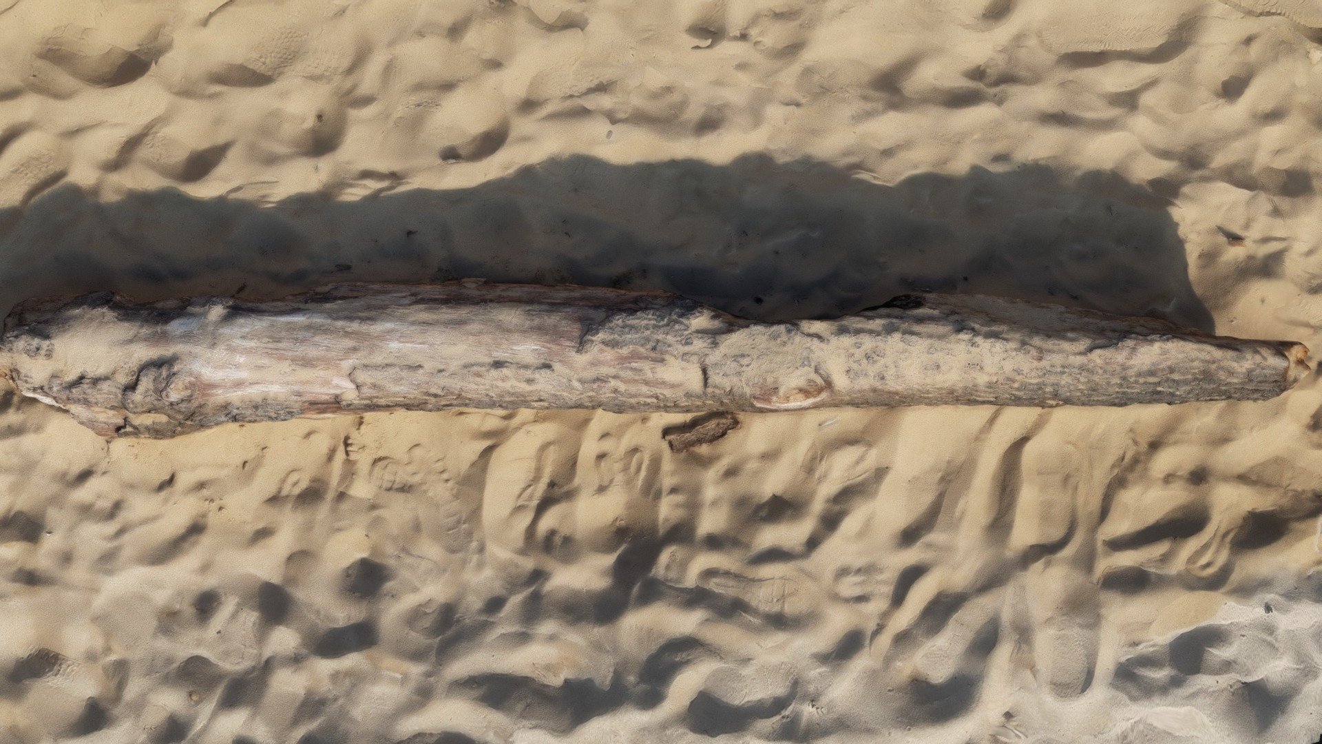 Sandy Log