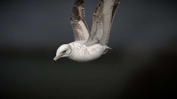 Ring-Bill Gull 1st Winter 3D Model