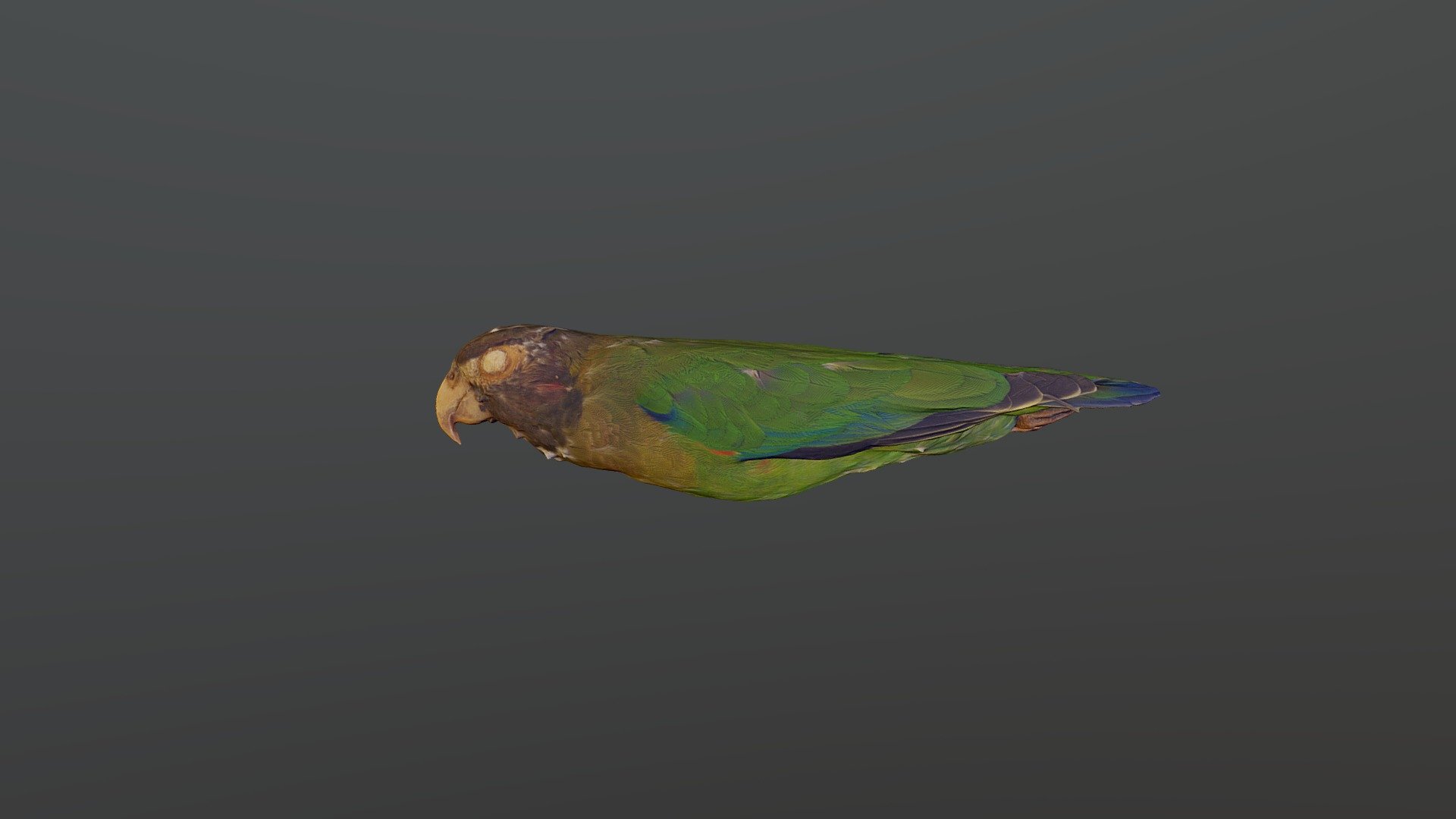 Brown-hooded Parrot - Pyrilia haematotis