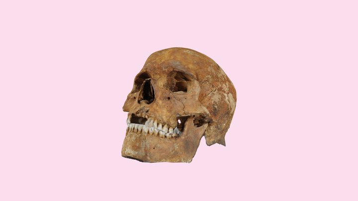 Skull reconstruction test 3D Model