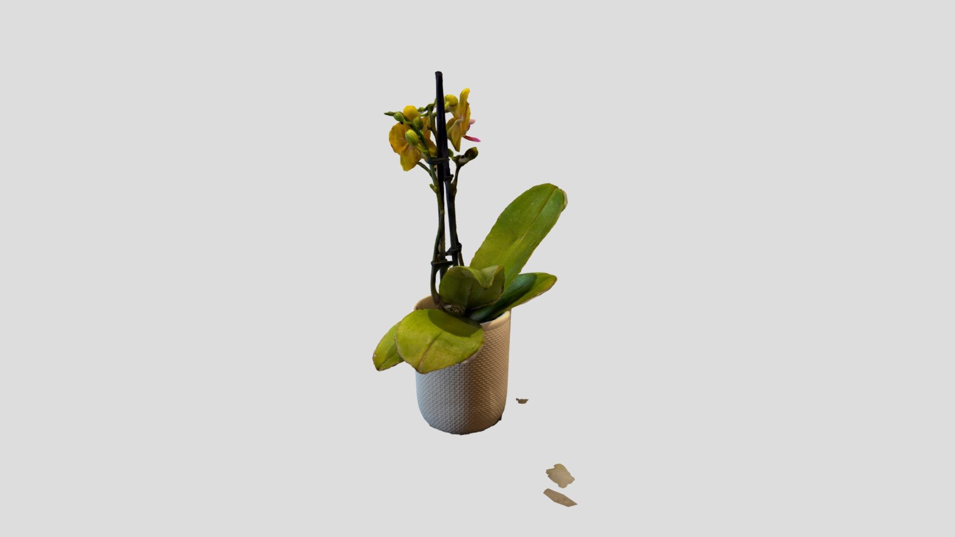 Orchid — Sketchfab embed 3D viewer