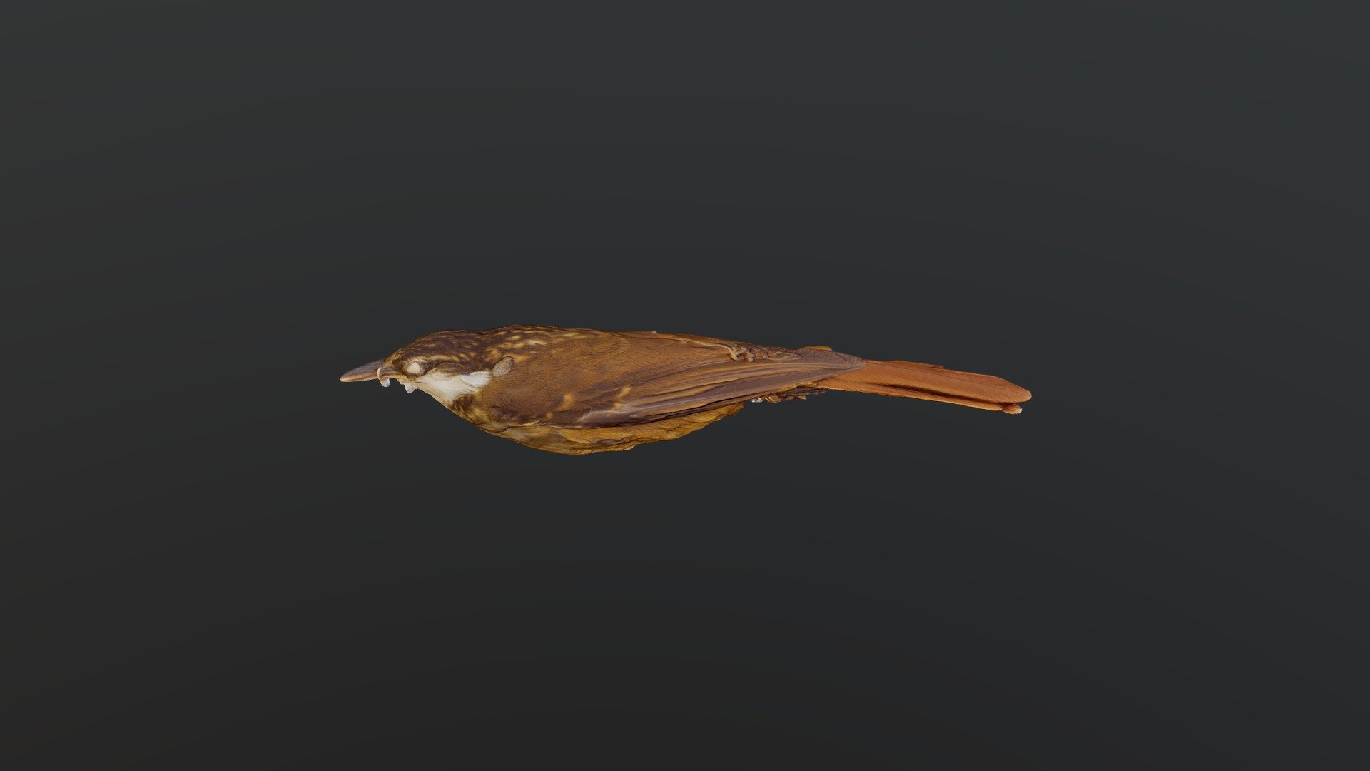 Streaked Tuftedcheek - Pseudocolaptes boisso...