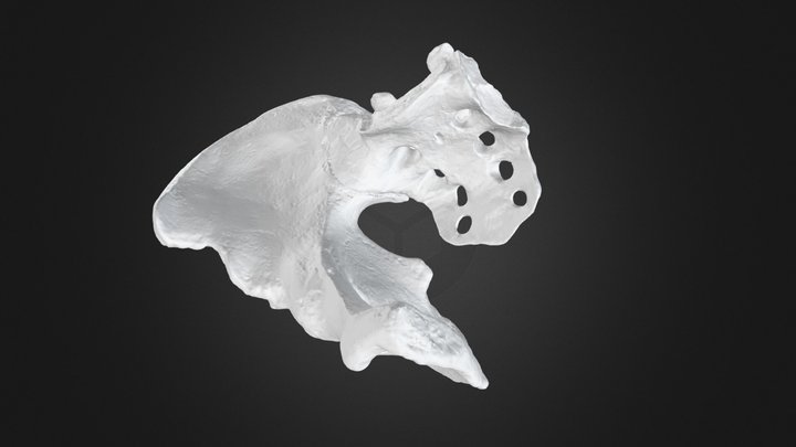 Hip Bone 3D Scan 3D Model