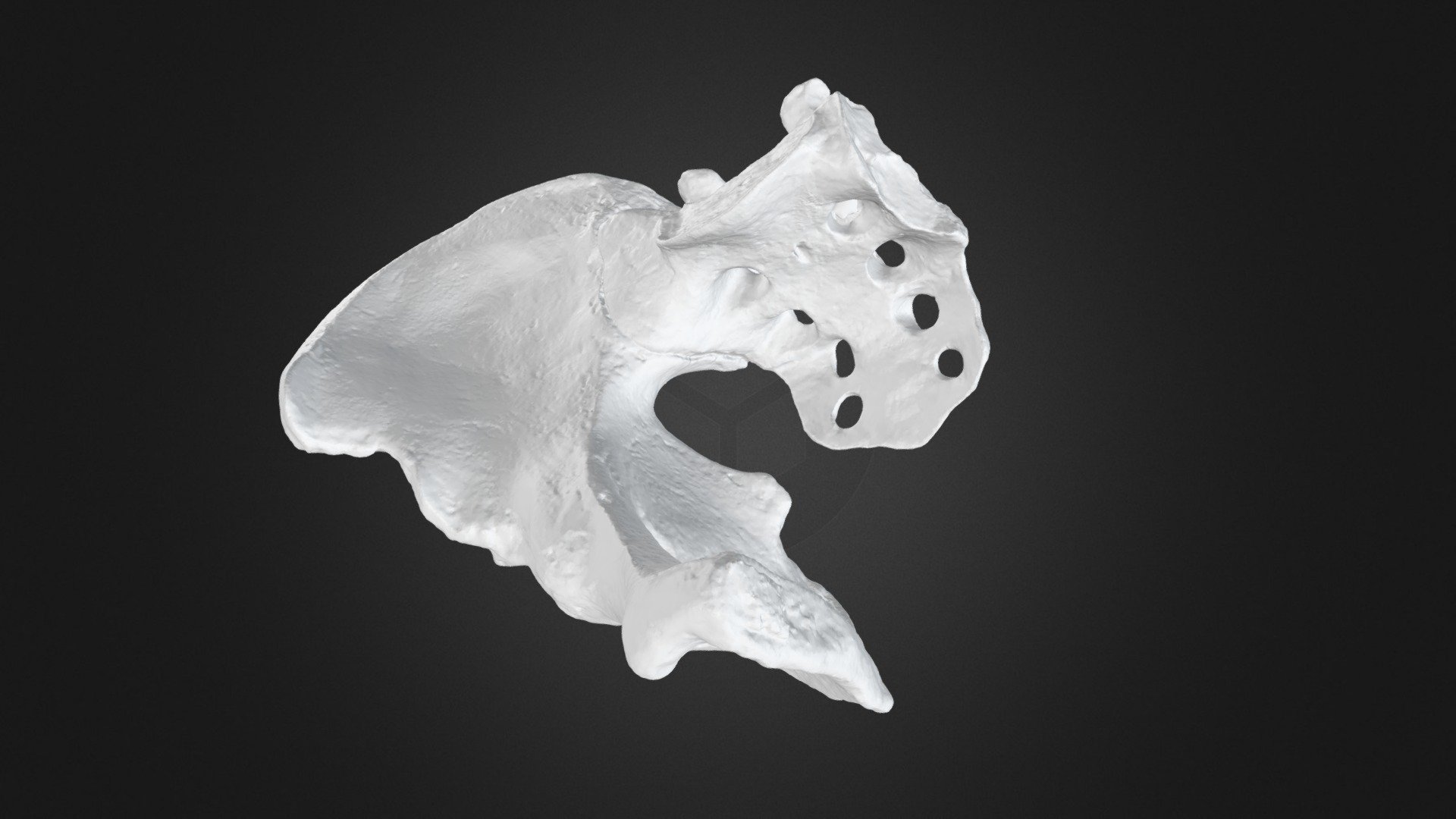 Hip Bone 3D Scan