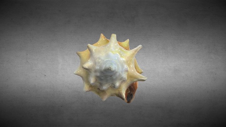 CONCHA 3 - SEASHELL 3 3D Model