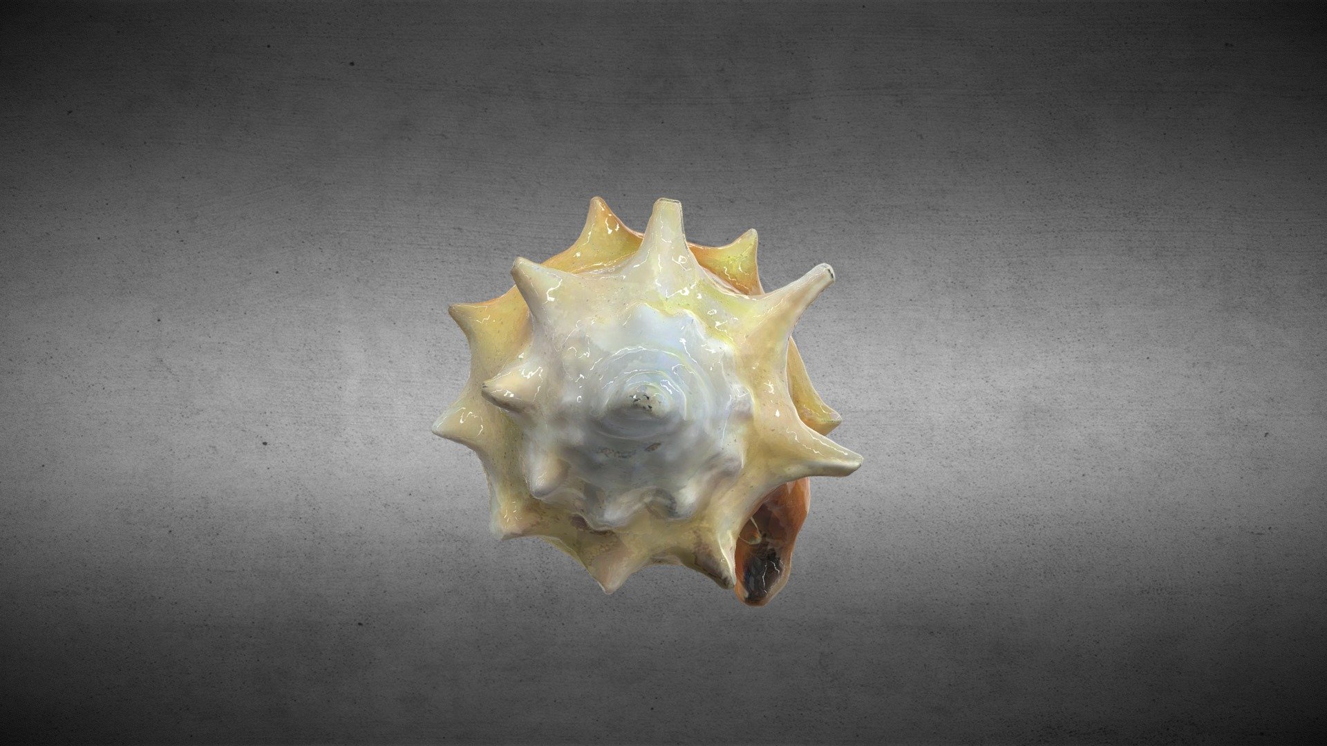 CONCHA 3 - SEASHELL 3 — Sketchfab embed 3D viewer