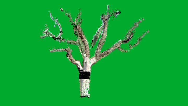 tree_ourdoor@100klux captured by Okulo P1 camera 3D Model